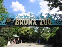 Bronx ZOO